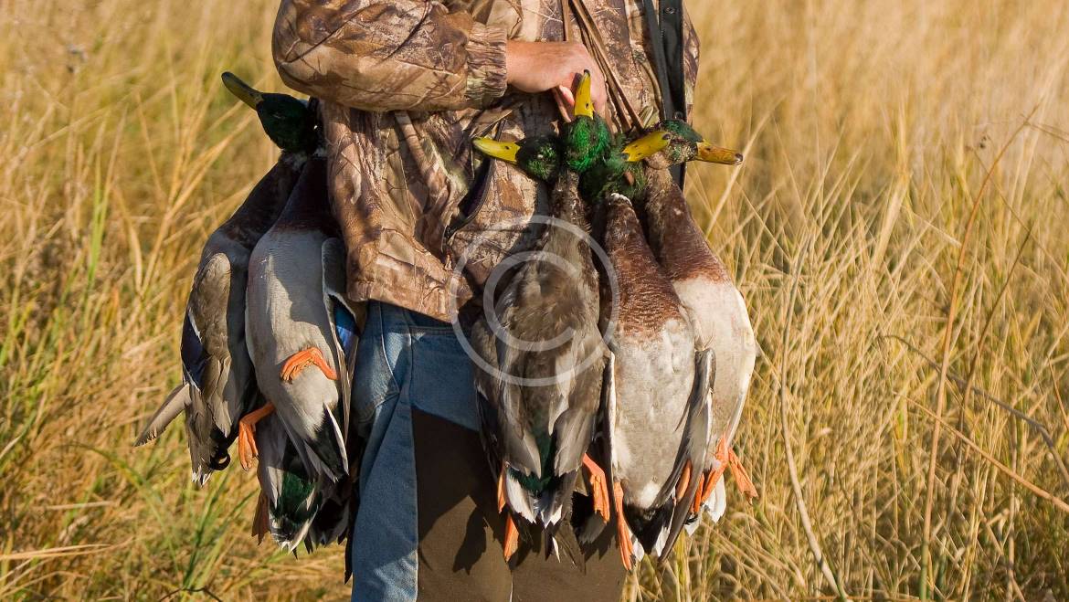 Elevation Can Be Critical for Better Predator Hunting