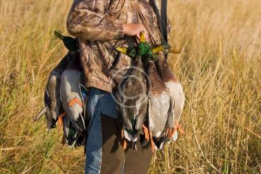 Elevation Can Be Critical for Better Predator Hunting